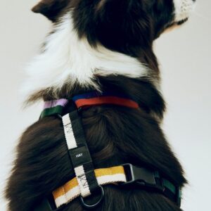Dogs Harness